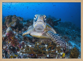 Face to face with a green turtle Poster