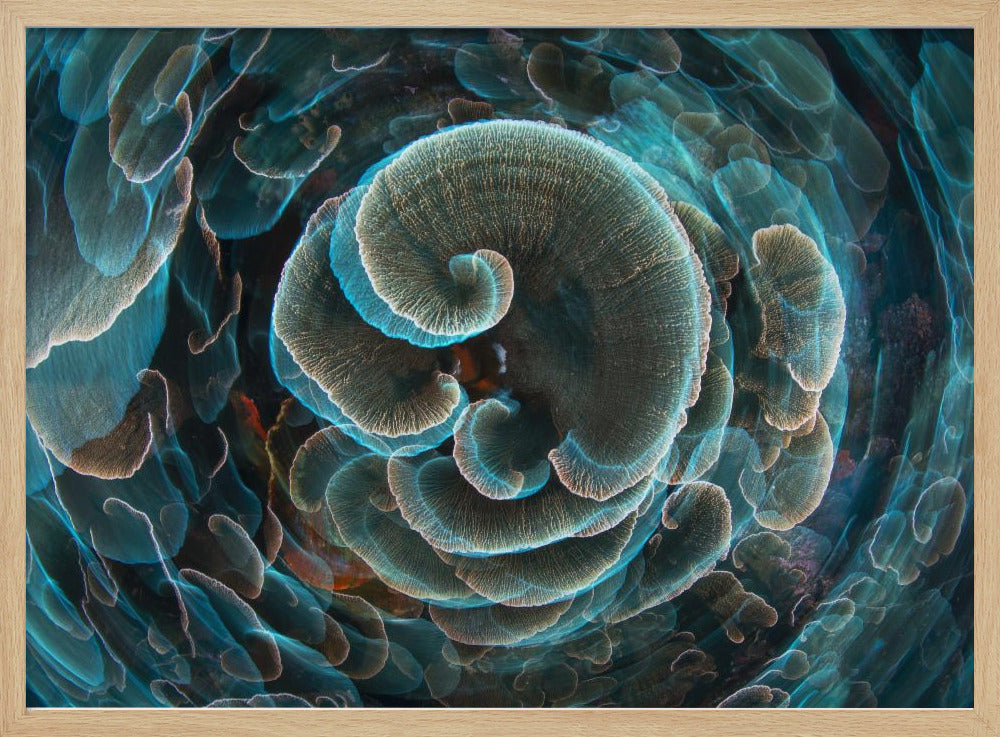 Lettuce Coral Poster