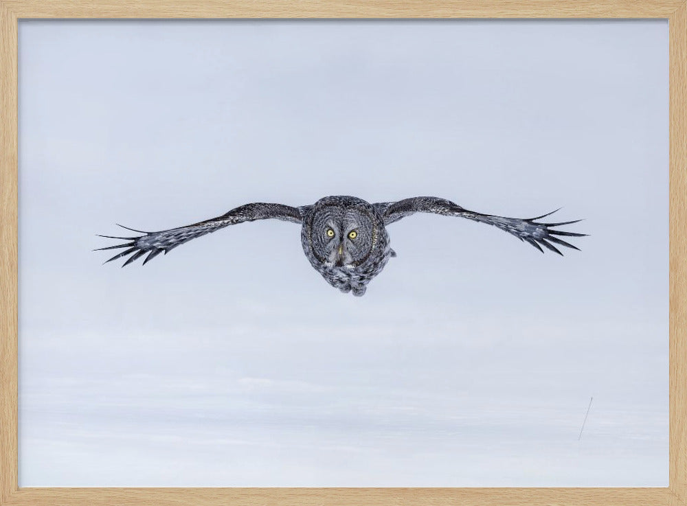 Great Grey Owl in Flight Poster
