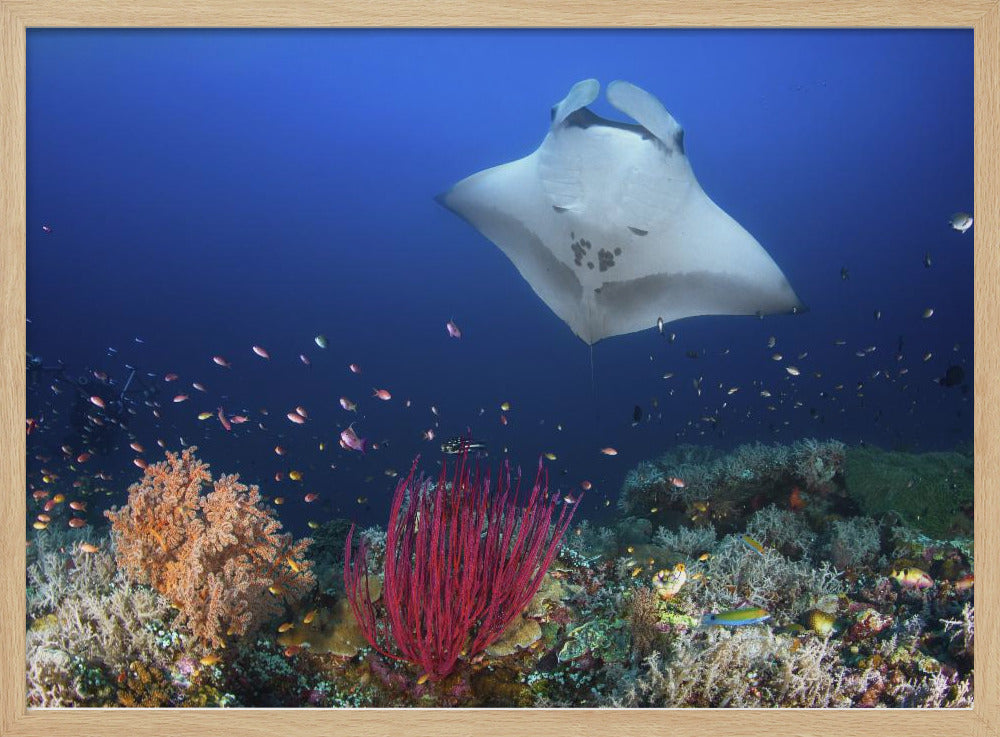 Ocean Manta Ray on the reef Poster