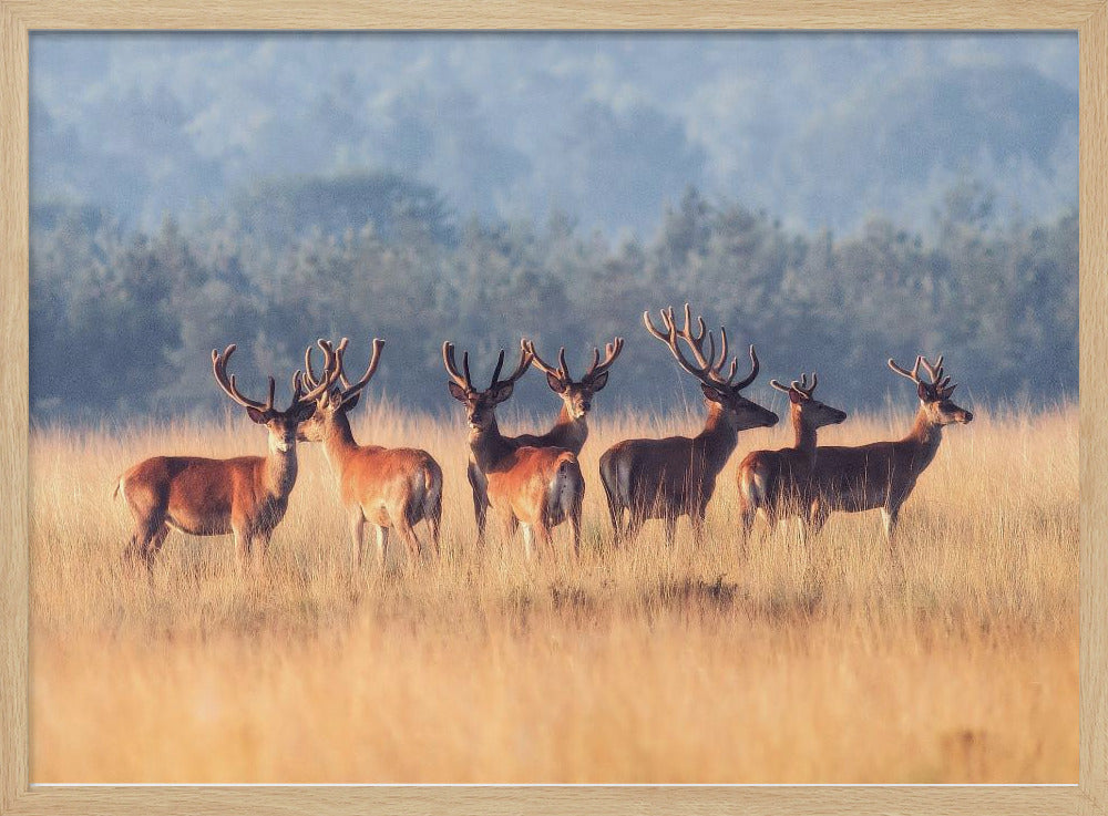 Red Deer Poster