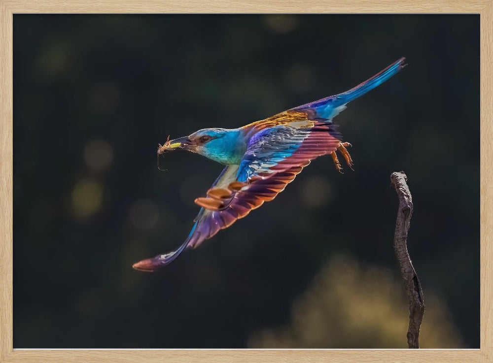 Busy for Feeding Poster