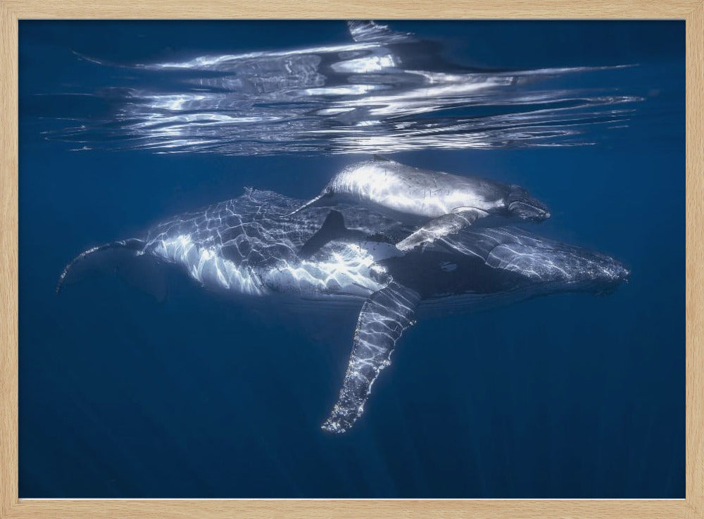 A humpback whale and its calf Poster