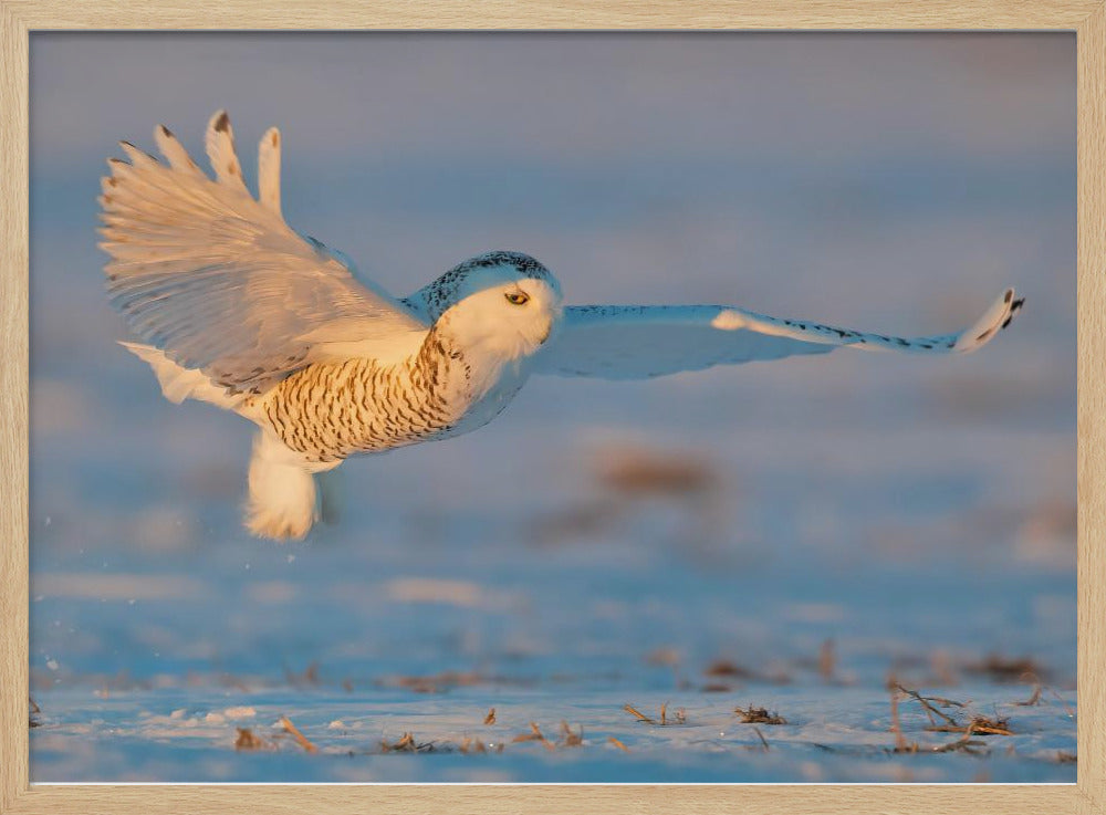 Snowy Owl Poster