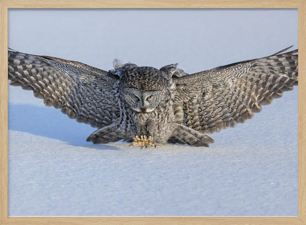 Hunting in The Morning Poster