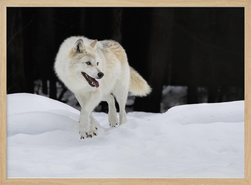 Out of The Dark Poster