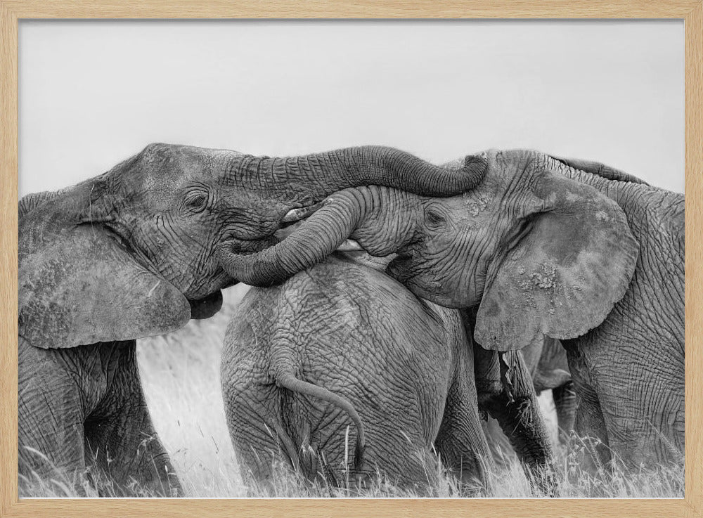 Elephant Playing Poster