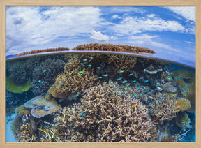 Split level from Mayotte reef Poster