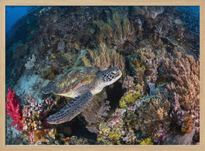 Coral garden and green turtle Poster