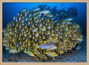 Cape Kri's school of sweetlips Poster