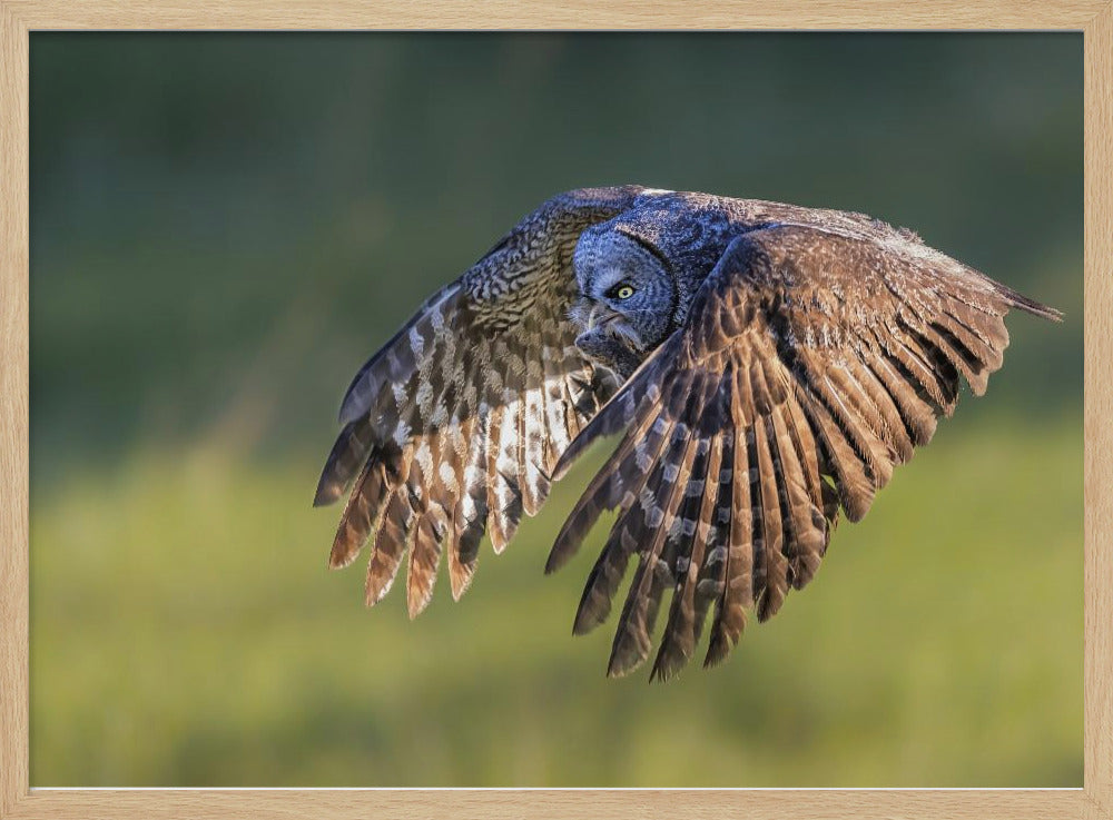 Great Grey Owl Poster
