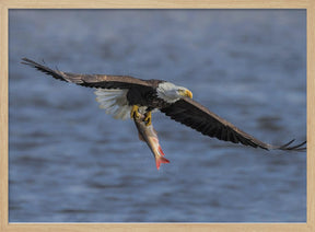 Bald Eagle Catching Fish Poster