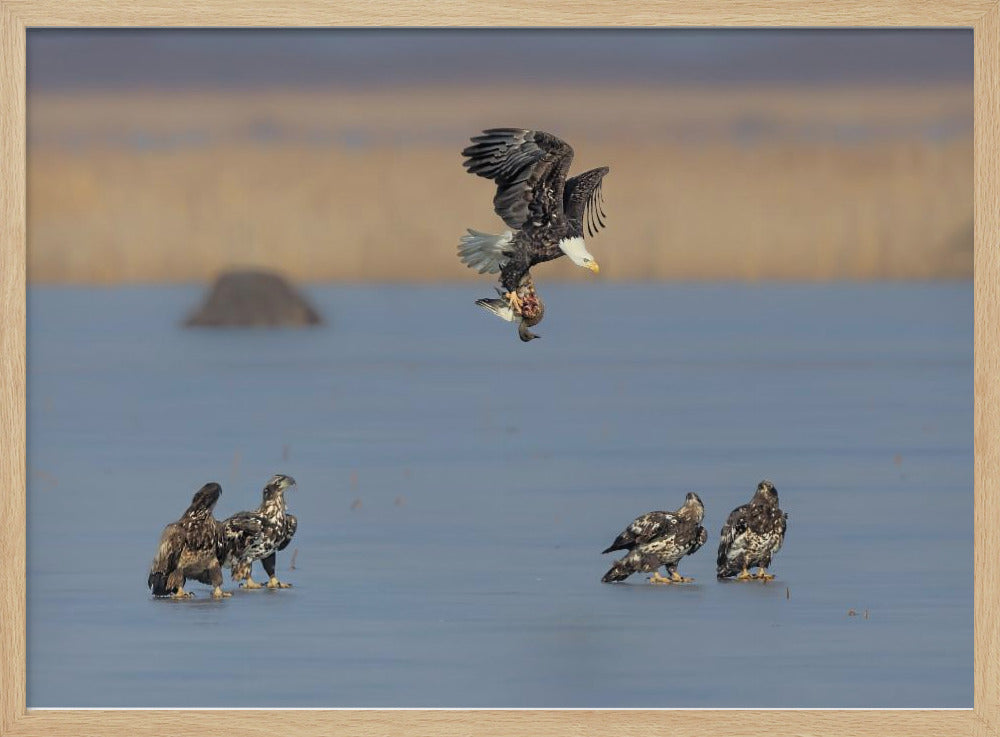 For Survival in the Winter Poster