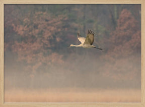 Through the Morning Fog Poster