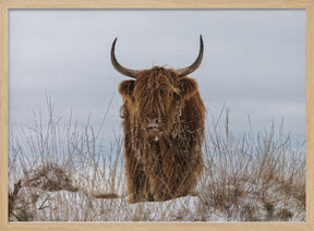 Highlander in Snow Poster