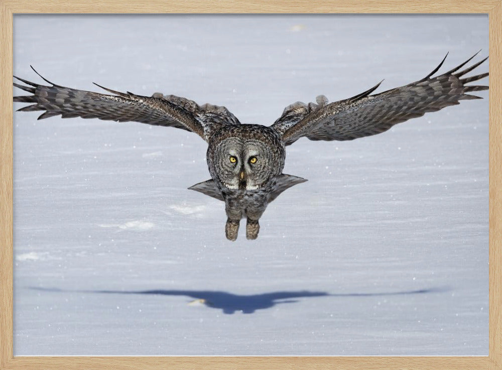 Great Grey Owl in Flight Poster