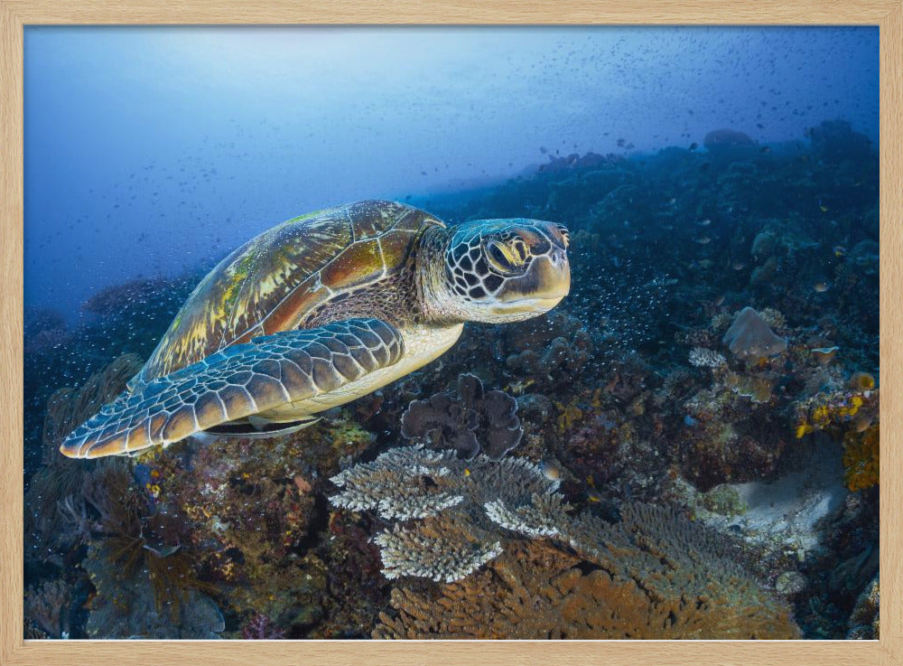 Green sea turtle from Raja Ampat Poster