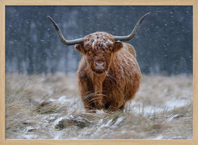 Snowy Highland cow Poster