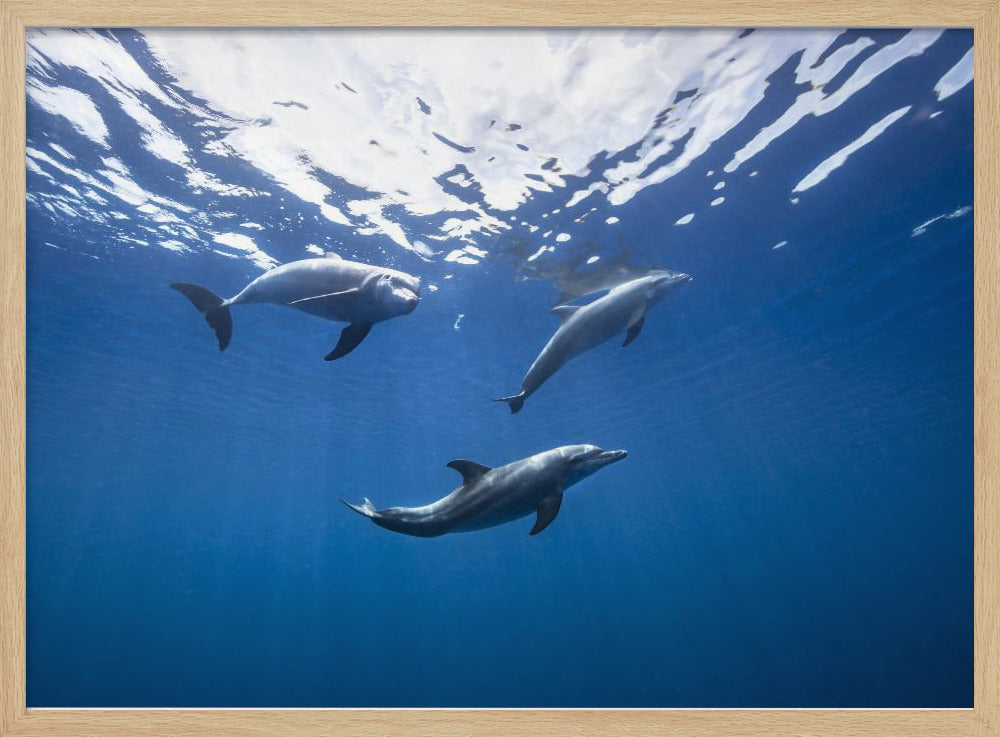 Bottlenose dolphin from Indian océan Poster