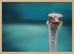 Ostrich Protecting two Poor Chicken from the Wind Poster