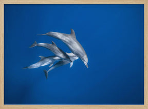 Bottlenose dolphin family Poster