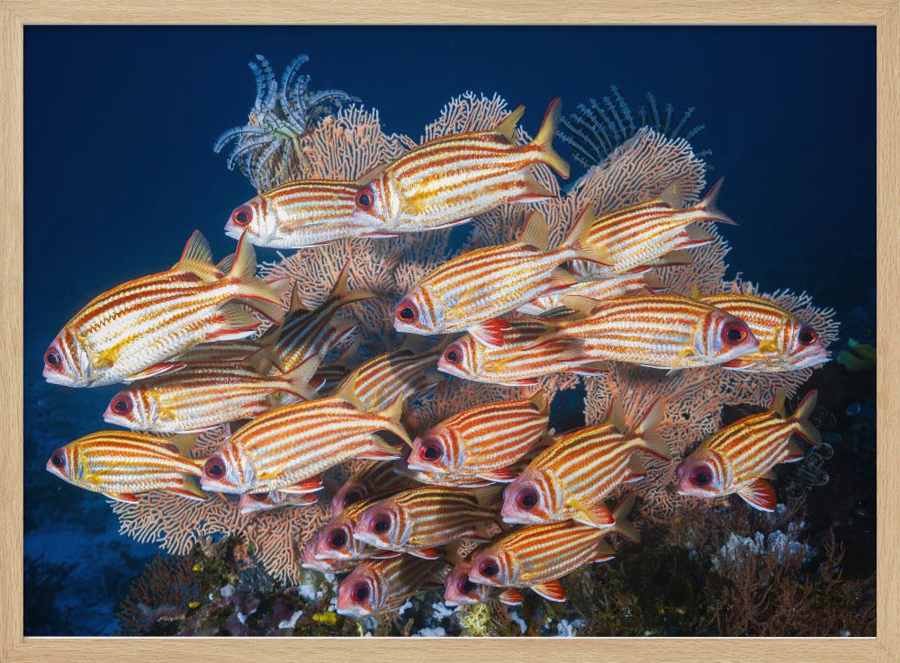 Yellow-tipped squirrefish Poster