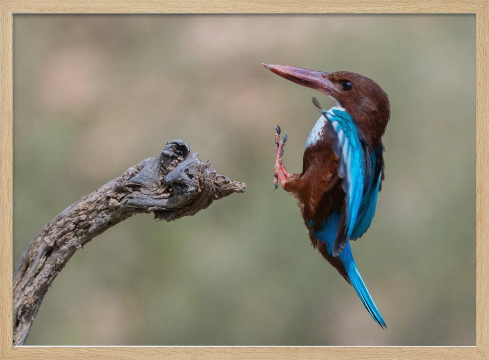 White-throated Poster