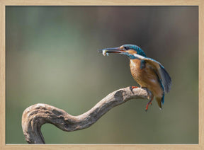 kingfisher with fish Poster