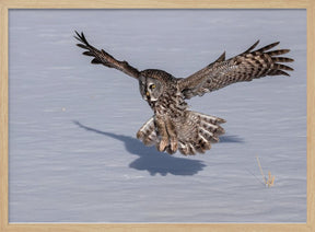 Great Grey Owl Poster