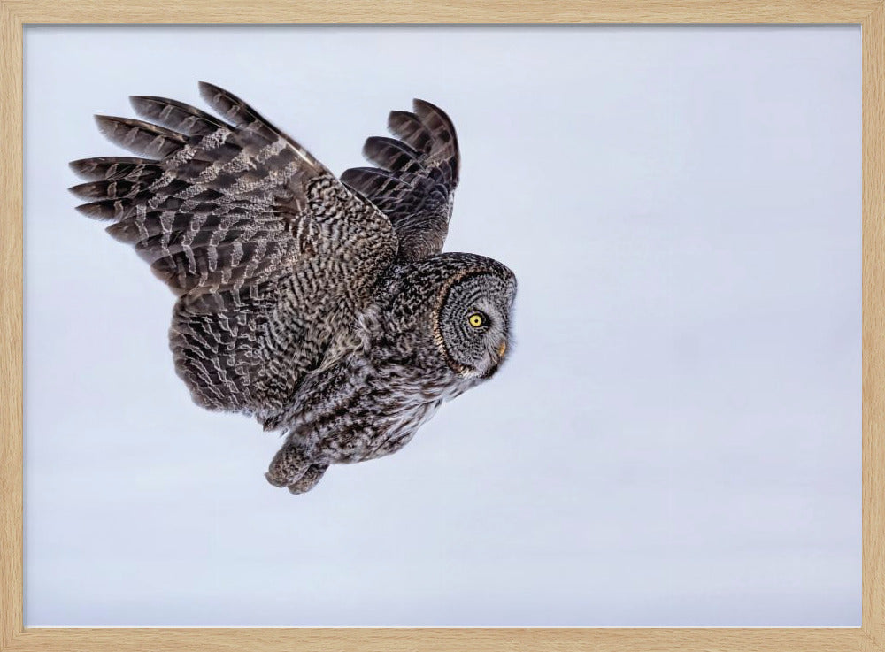 Great Grey Owl Poster