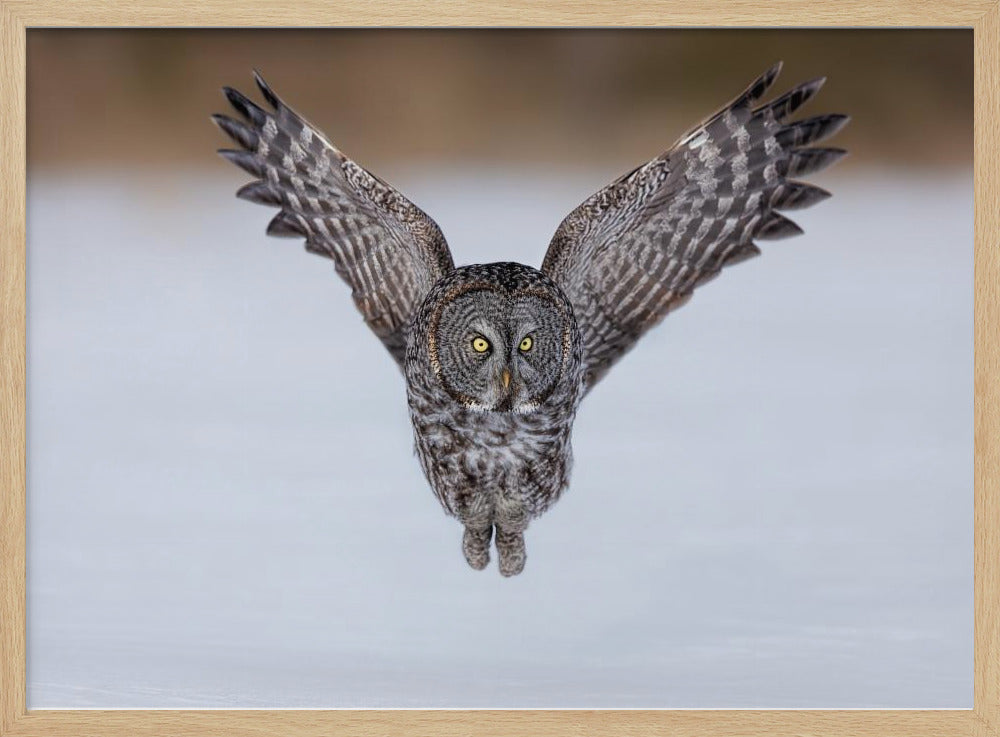 Great Grey Owl in Flight Poster