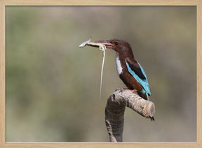 White-throated Kingfisher Poster