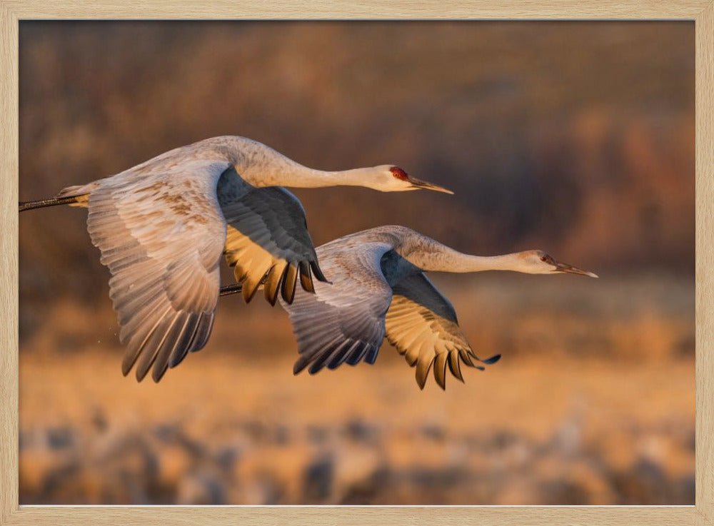 Love Birds Poster