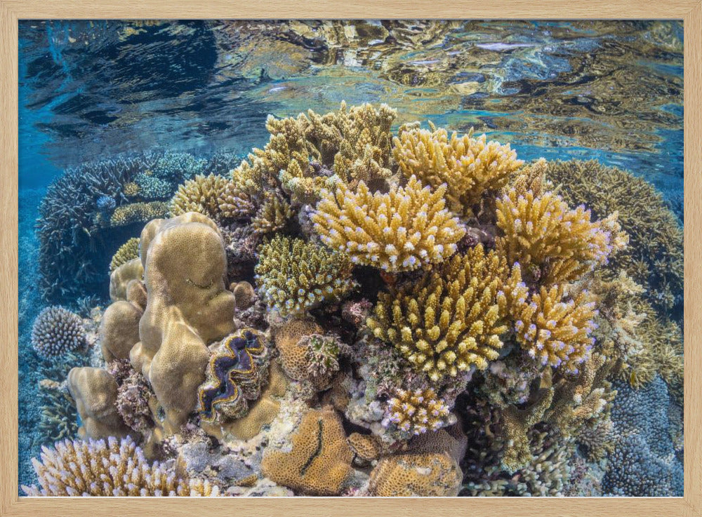 Reef of Mayotte Poster