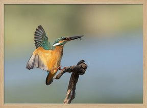 Common kingfisher Poster