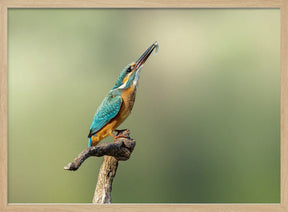 Beautiful kingfisher Poster