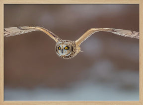 Short Ear Owl in Flight Poster