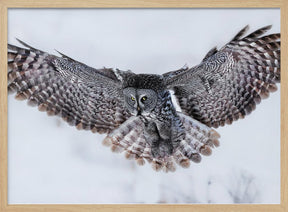 Great Grey Owl in Flight Poster