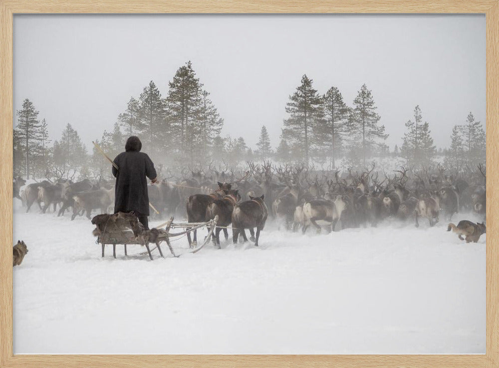 Arkadij drives a herd of reindeer Poster