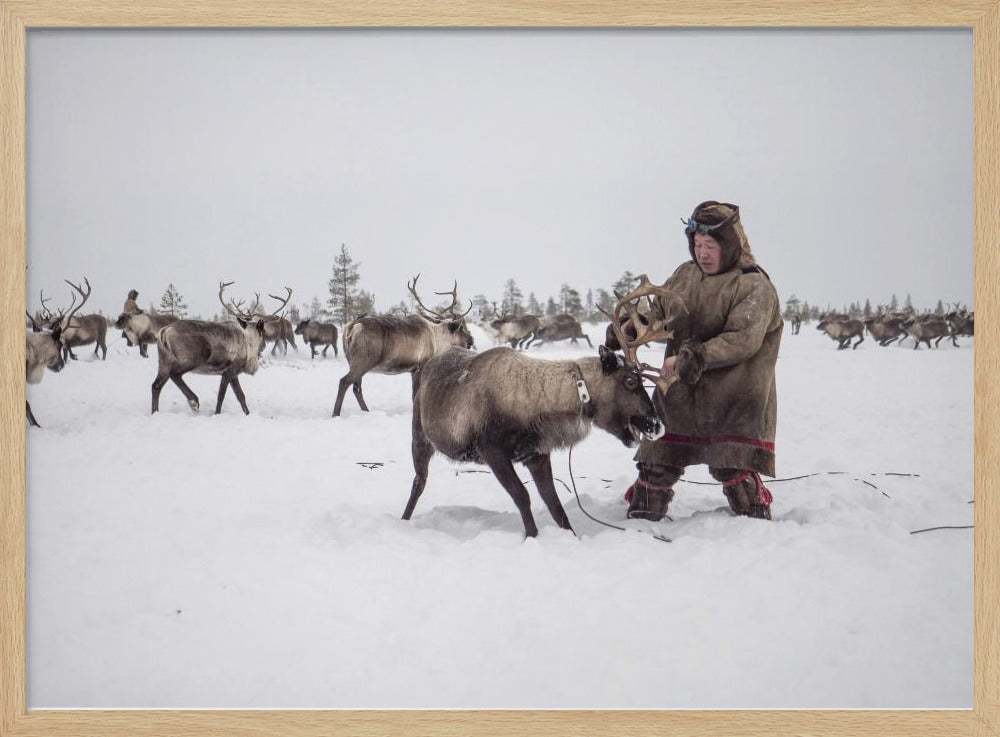 Jigori hunts reindeer III Poster