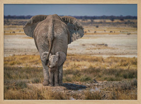 BabyElephant Poster