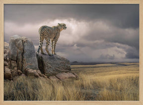 CheetahView Poster