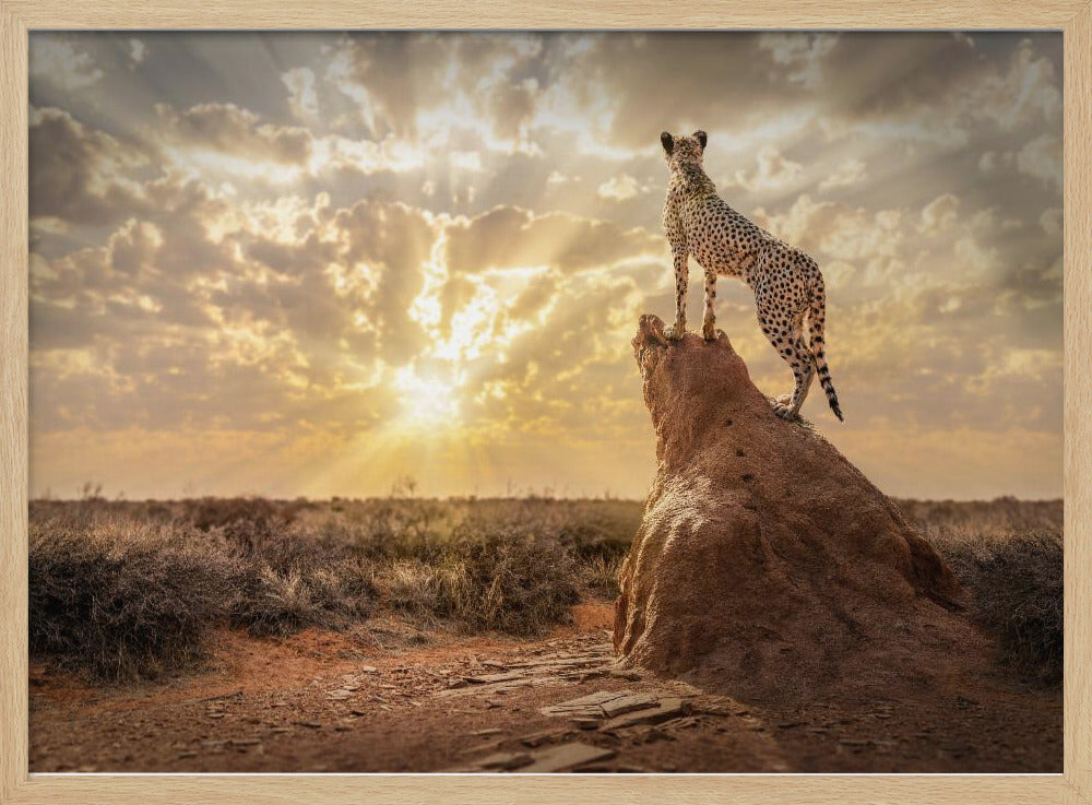 SundownCheetah Poster