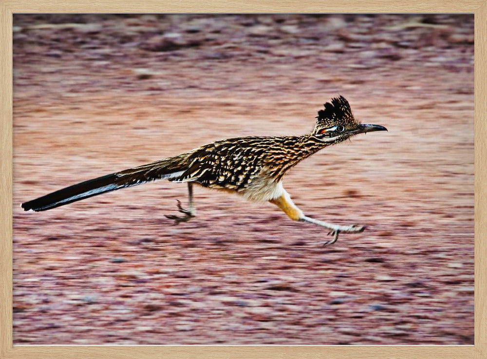 Road Runner Poster