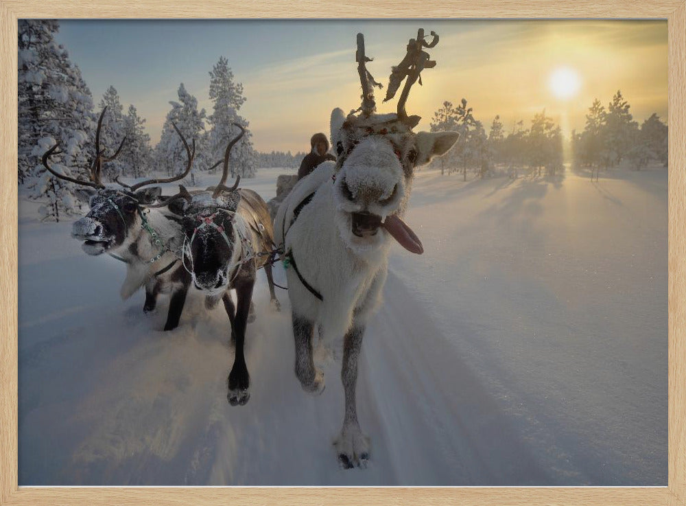 Frozen ride in tundra Poster