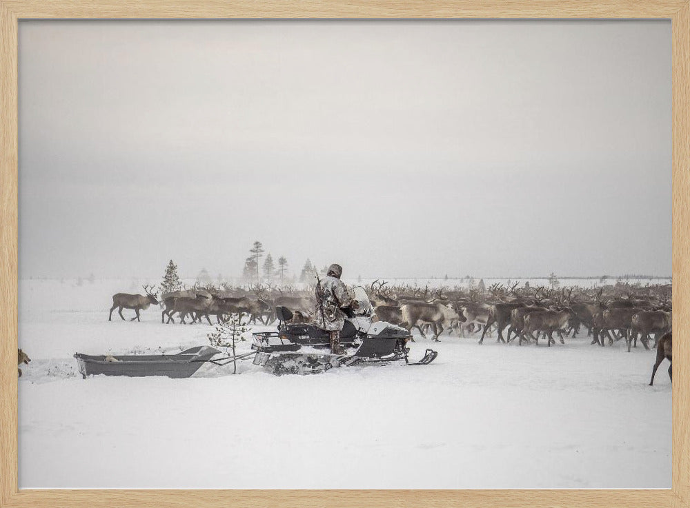 Kostya drives herd of reindeer Poster