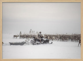 Kostya drives herd of reindeer Poster