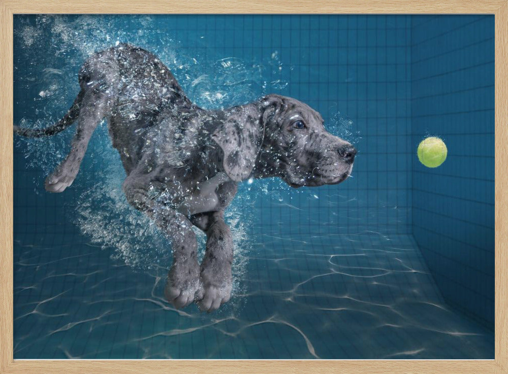 SplashDog Poster