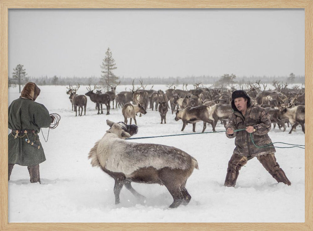 Kolya catches reindeer Poster