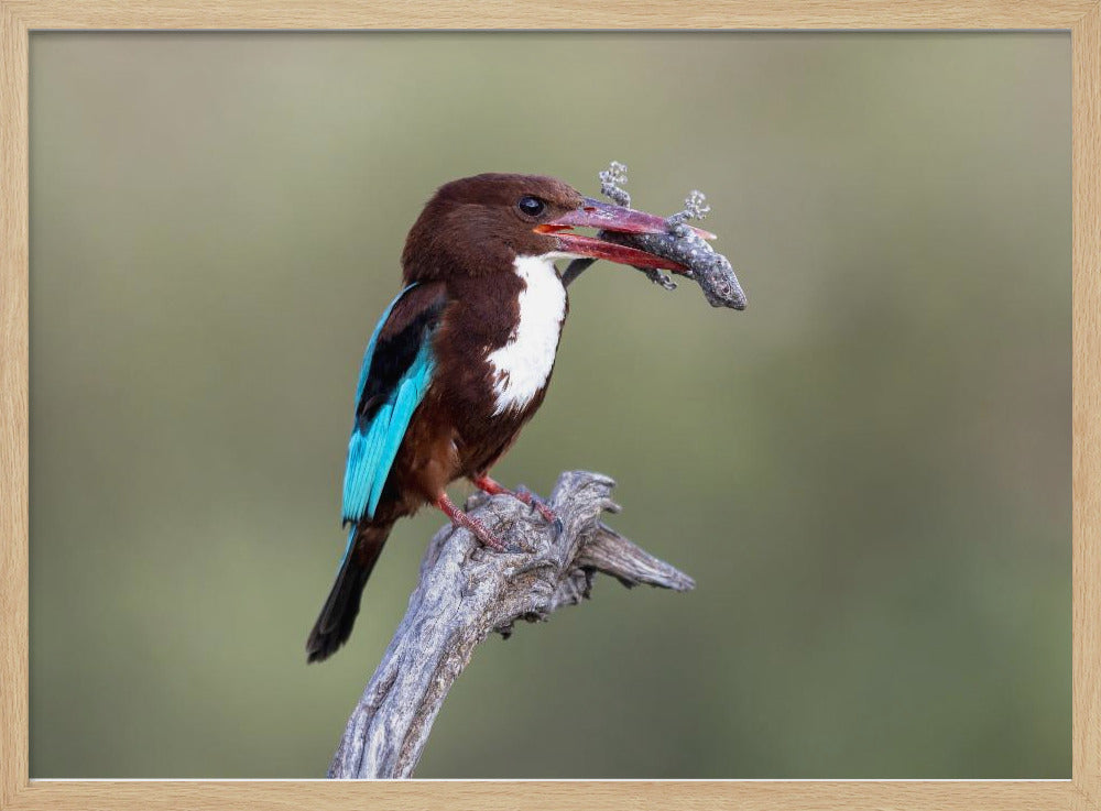 White-throated Kingfisher Poster